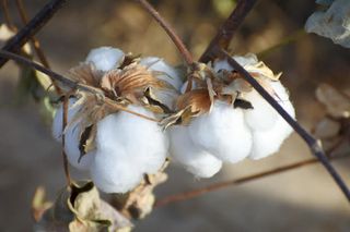 洁白的棉花干树枝图片免抠