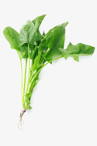 菠菜免抠
