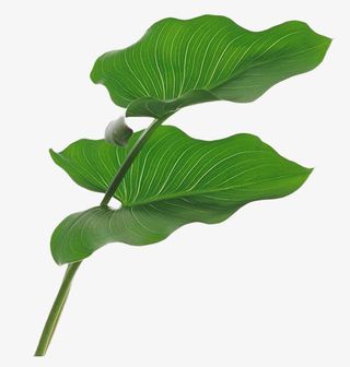 绿色叶子树叶植物免抠