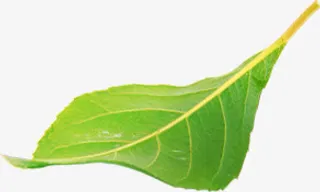 绿色叶子招聘海报免抠