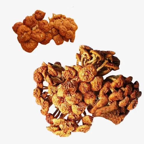 珍稀滑子菇品种免抠