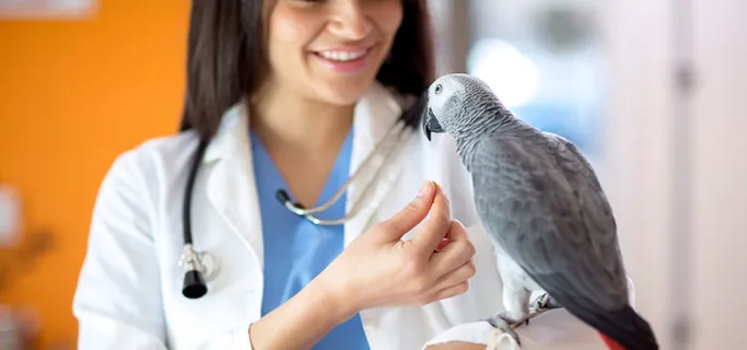 宠物医院鹦鹉背景高清