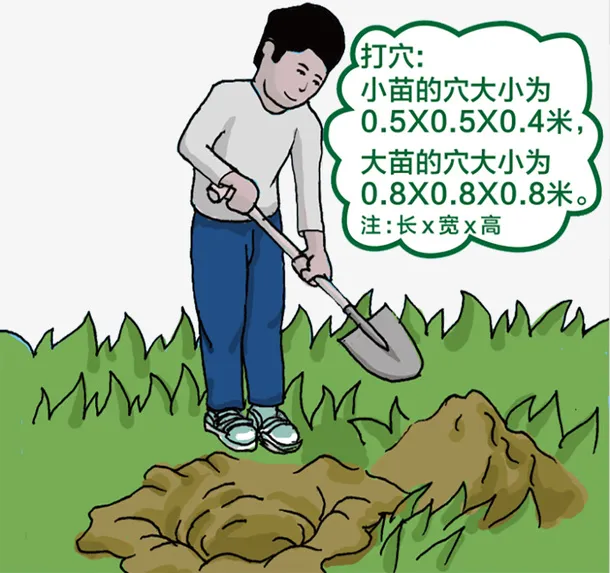 挖坑种树免抠