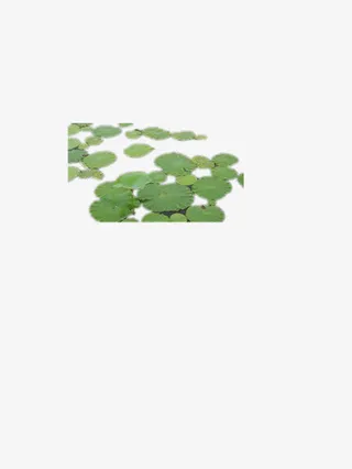 飘浮的荷叶免抠