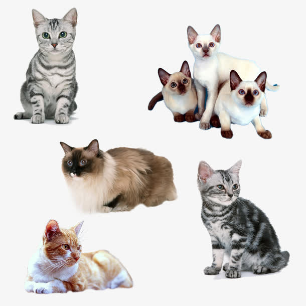 宠物猫免抠