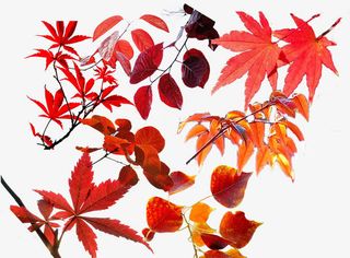 枫叶合集免抠
