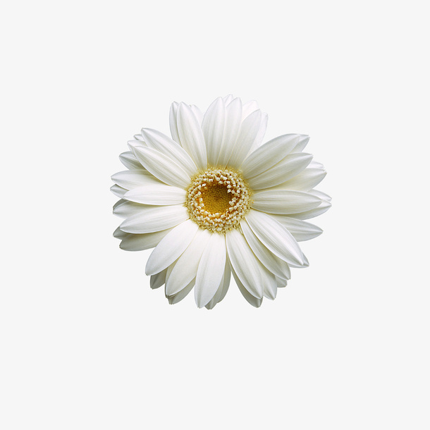 鲜花 花朵 花儿素材免抠