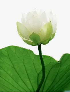 白色莲花和荷叶免抠