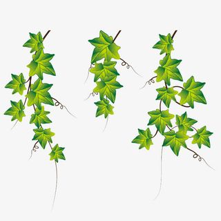 葡萄藤素材免抠