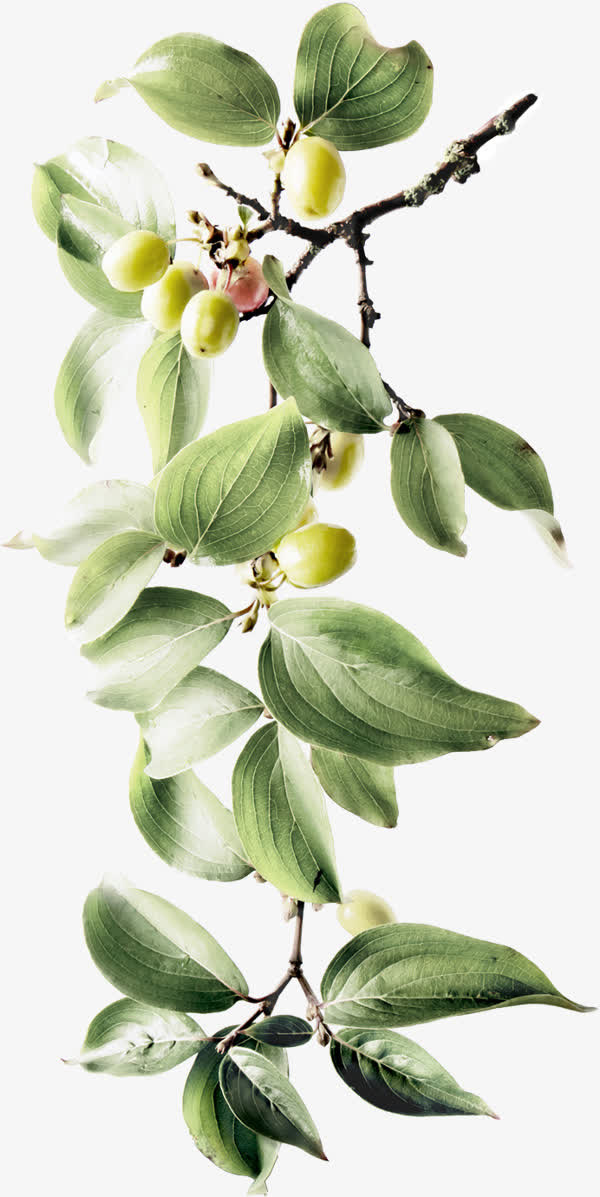 杏子 绿叶 树枝png素材免抠