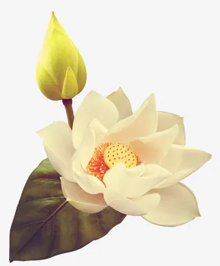 白色荷花图片免抠