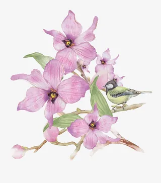 手绘使君子免抠