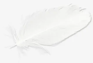 白的羽毛免抠