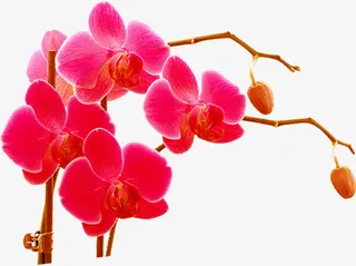 蝴蝶兰图片素材免抠