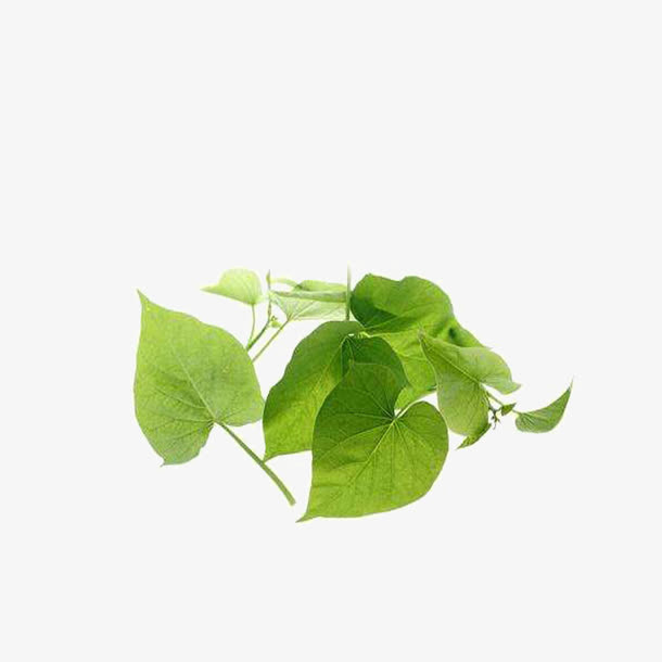 红薯叶子免抠