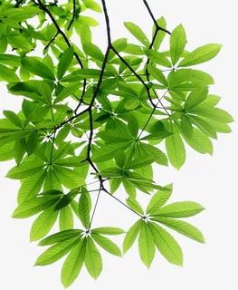 树叶树枝叶子免抠