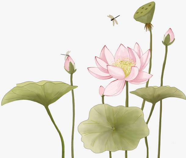 手绘小清新荷花插画免抠