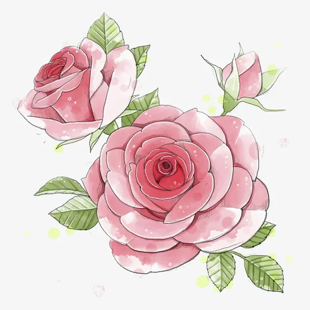 手绘牡丹花免抠