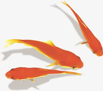 三只手绘金鱼唯美免抠