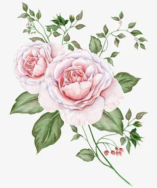 鲜花和叶子免抠