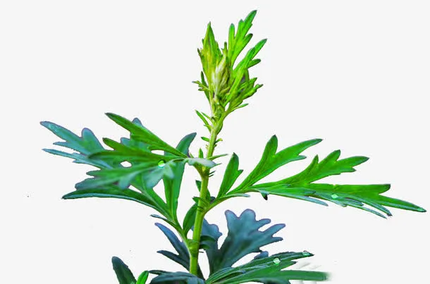 绿色艾草叶子免抠