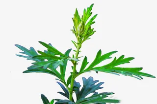 绿色艾草叶子免抠