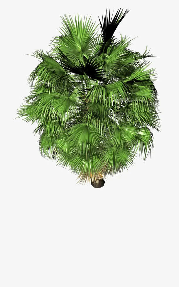 树木俯视图免抠