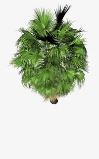 树木俯视图免抠