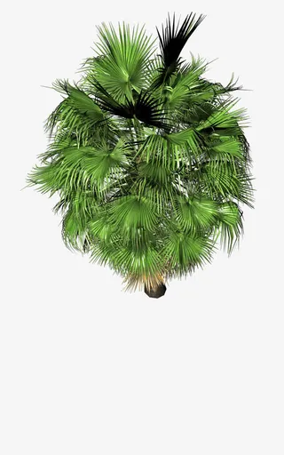 树木俯视图免抠