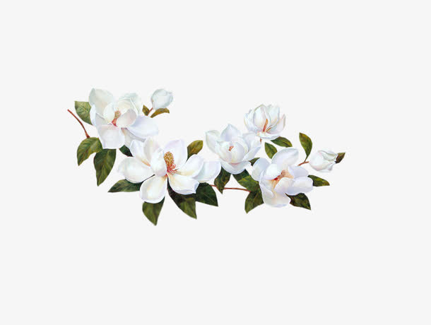 白色栀子花免抠