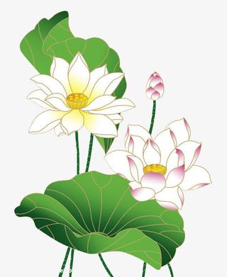 手绘荷花 莲子 花苞 荷叶png素材免抠