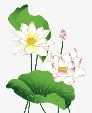 手绘荷花 莲子 花苞 荷叶png素材免抠