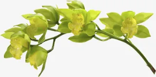 绿色春季出游树枝免抠