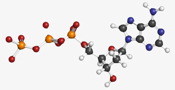 红蓝色脱氧腺苷三磷酸分子形状素免抠