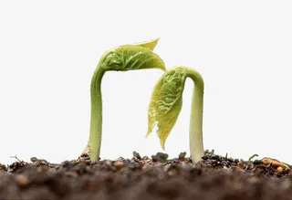 刚冒出泥土的小菜苗免抠