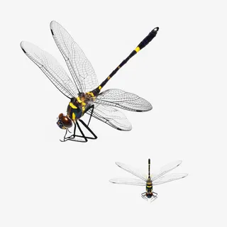 两只蜻蜓免抠素材免抠