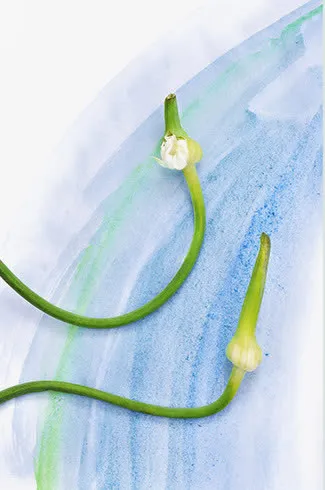 蔬菜免抠