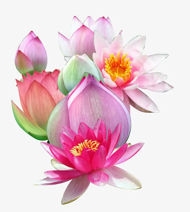 粉红荷花免抠