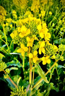 春天有生机的油菜花高清