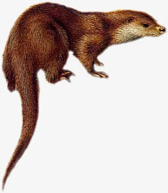 黄鼠狼动物免抠