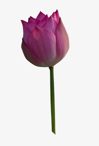 莲花免抠