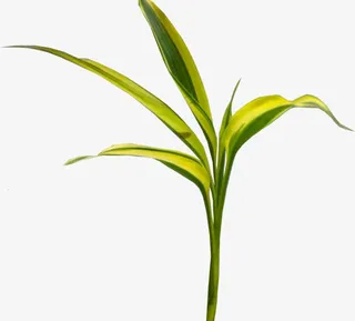 美丽的绿叶png素材免抠