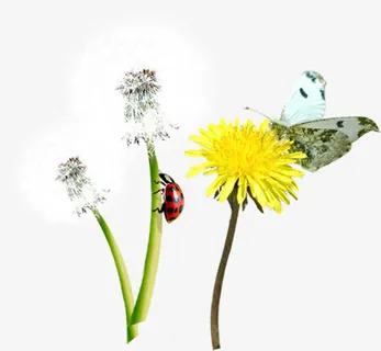 春天花朵植物美景瓢虫蒲公英免抠