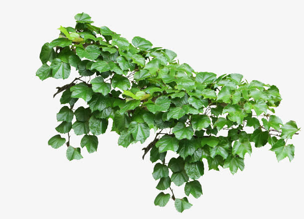 绿植免抠