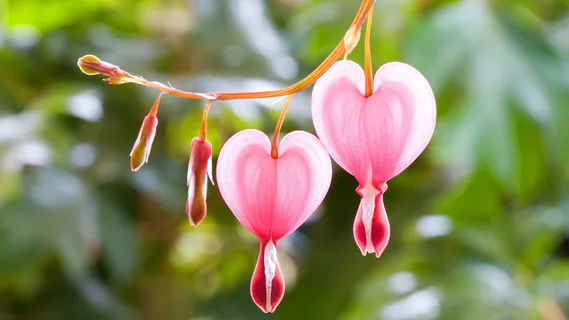 高清图素含苞待放高清