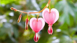 高清图素含苞待放高清