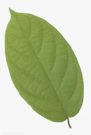 树叶免抠