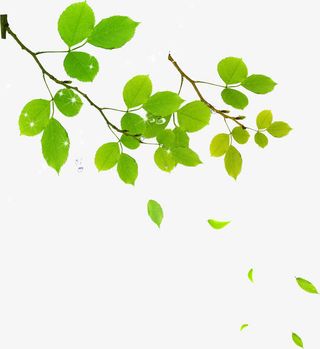 绿色时尚清新树枝免抠