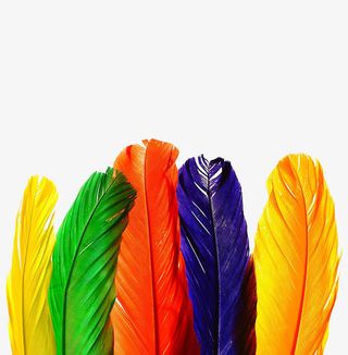 h5素材漂亮的羽毛免抠