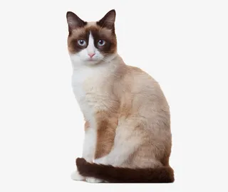 可爱的宠物猫免抠